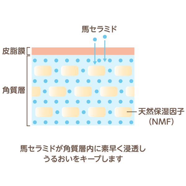 馬セラミドの働き