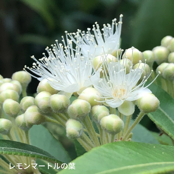 レモンマートル蒸留水を使用