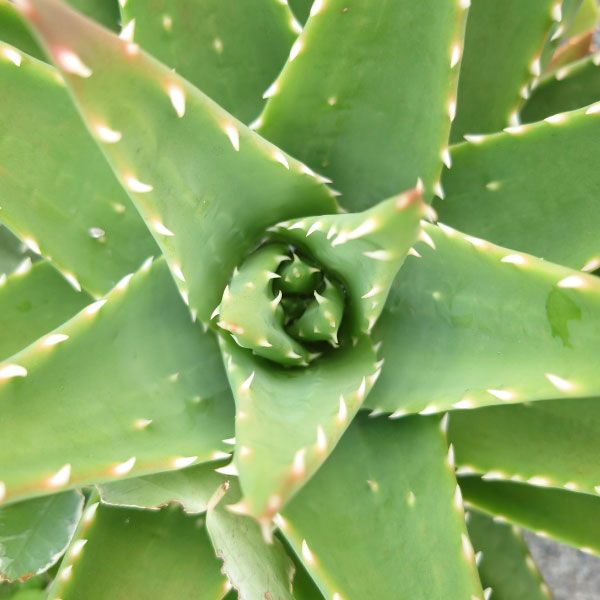 アロエのやさしさで包み込む